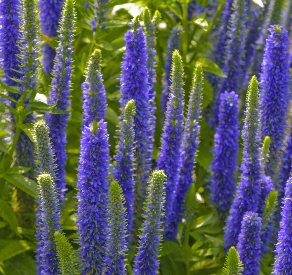 Royal Candles Speedwell (Veronica spicata &