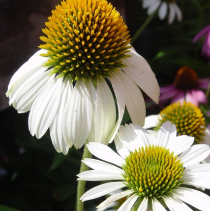 Echinacea Happy Star Coneflower (Echinacea purpurea &