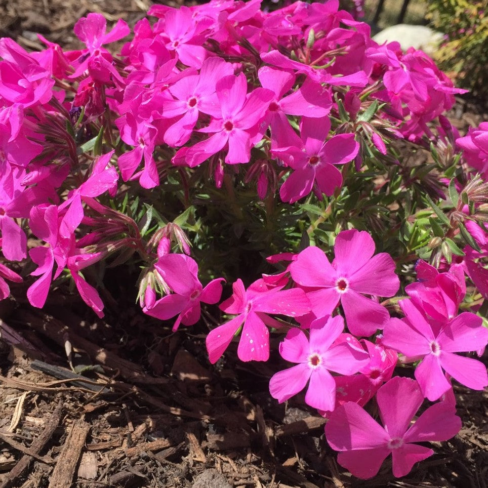 Drummond’s Pink Creeping Phlox (Phlox subulata &