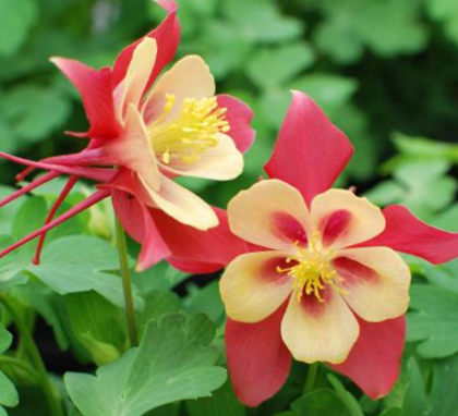 EarlyBird™ Red Yellow Columbine (Aquilegia &