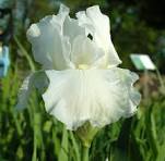 Renown Reblooming Bearded Iris (Iris germanica &