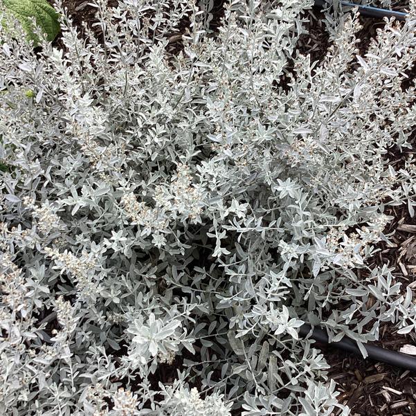 GardenGhost™ Artemesia (Artemisia garden &