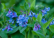 Virginia Bluebells (Mertensia virginica) - 1 gallon