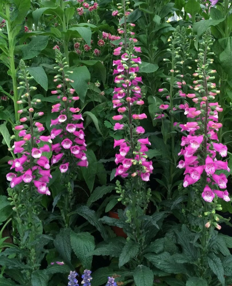 Lucas Foxglove (Digitalis lucas &