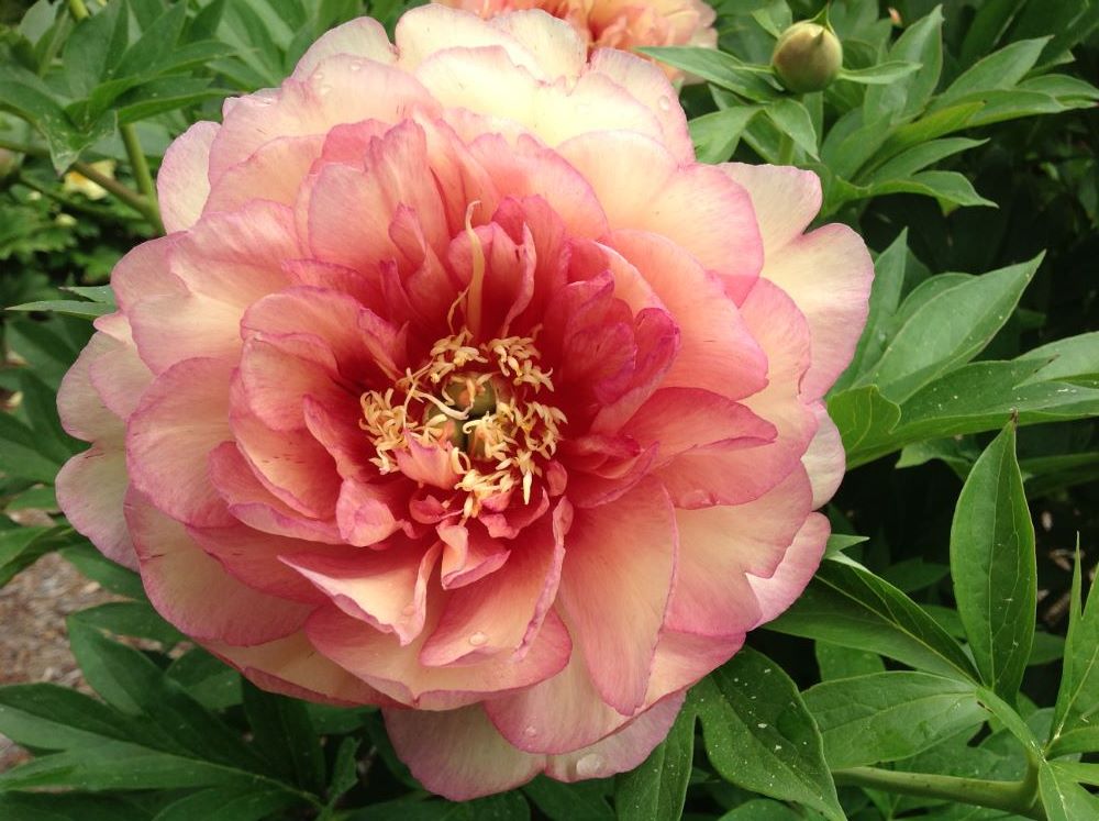 Garden Candy® Simply Scrumptious™ Itoh Peony (Paeonia &