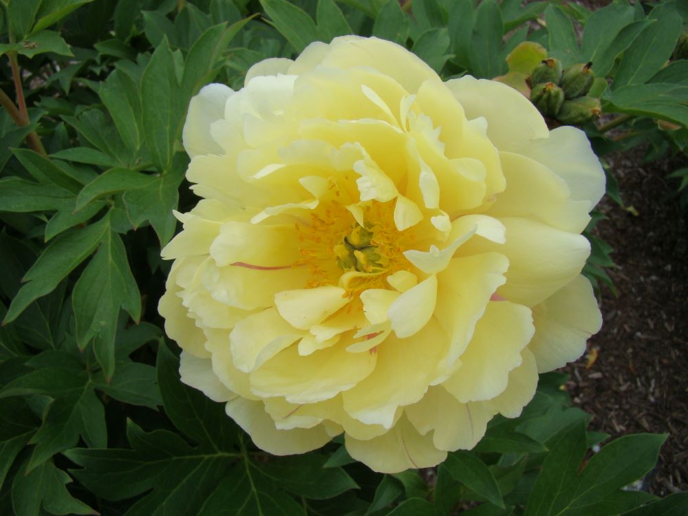 Garden Candy® Pineapple Fizz™ Itoh Peony (Paeonia &