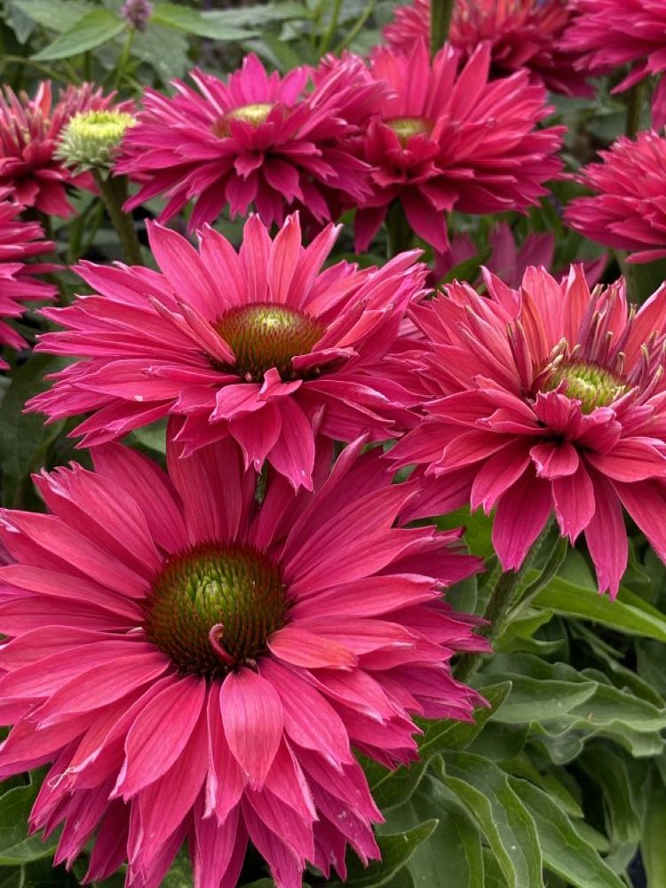 Sunseekers™ ‘Sweet Fuchsia’ Coneflower (Echinacea Sunseekers &