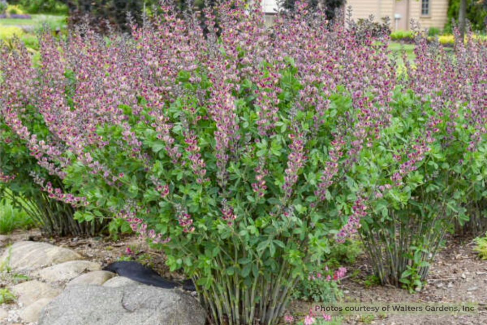 Grape Escape False Indigo (Baptisia &