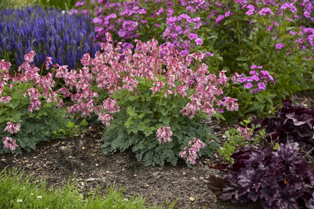 SUN JEWELS™ ‘Pink Diamonds’ Bleeding Heart (Dicentra &