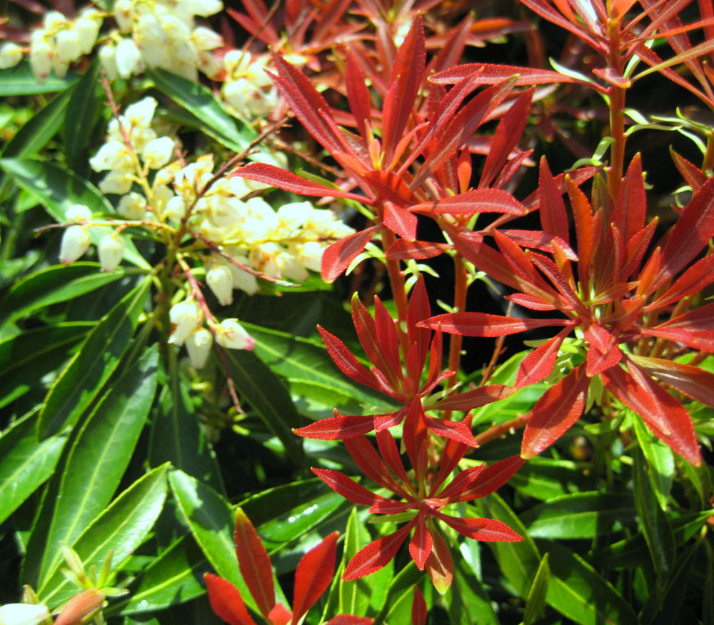 Mountain Fire Andromeda (Pieris japonica &