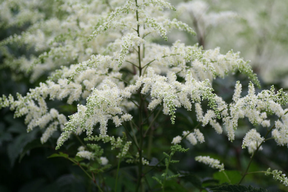 Bridal Veil Astilbe (Astilbe x arendsii &