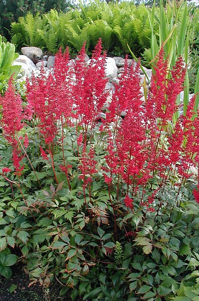 Fanal Astilbe (Astilbe x arendsii &