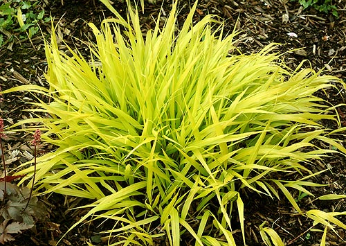 Japanese Forest Grass (Hakonechloa macra &
