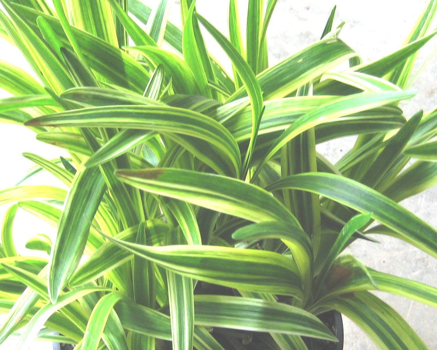 Silvery Sunproof Lily Turf (Liriope muscari &