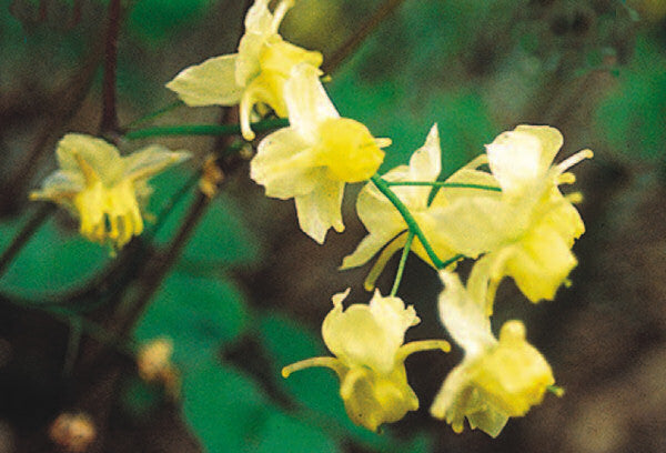 Sulphureum Barrenwort (Epimedium x versicolor &