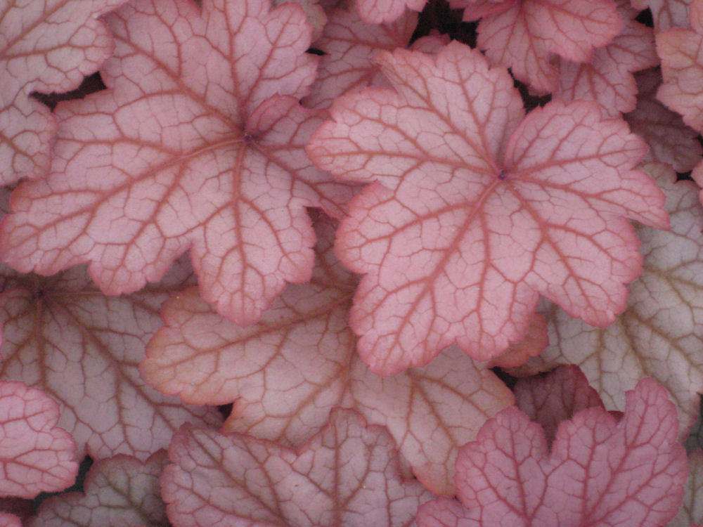 Georgia Peach Coral Bells (Heuchera georgia &