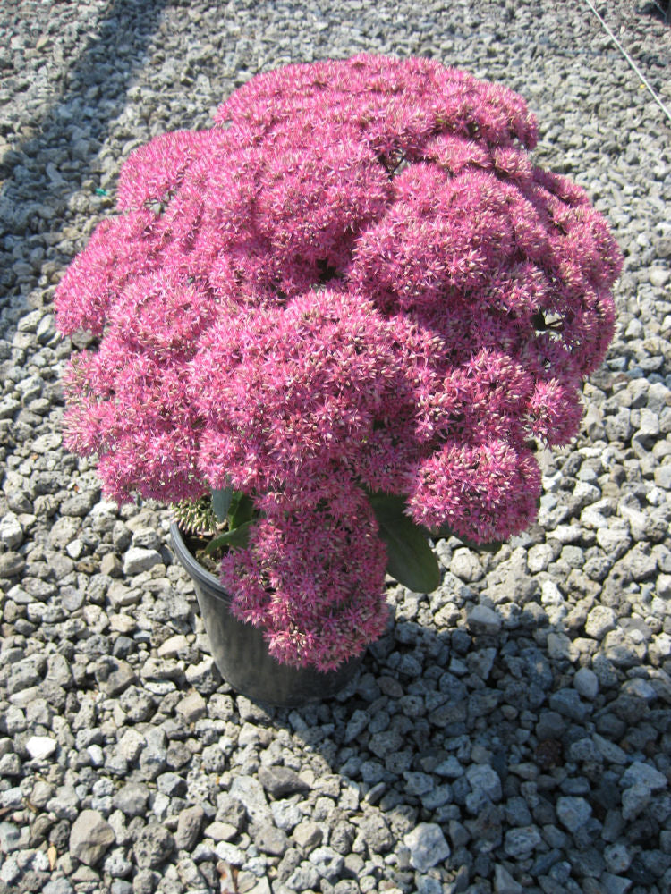 Mr. Goodbud Stonecrop (Sedum x &
