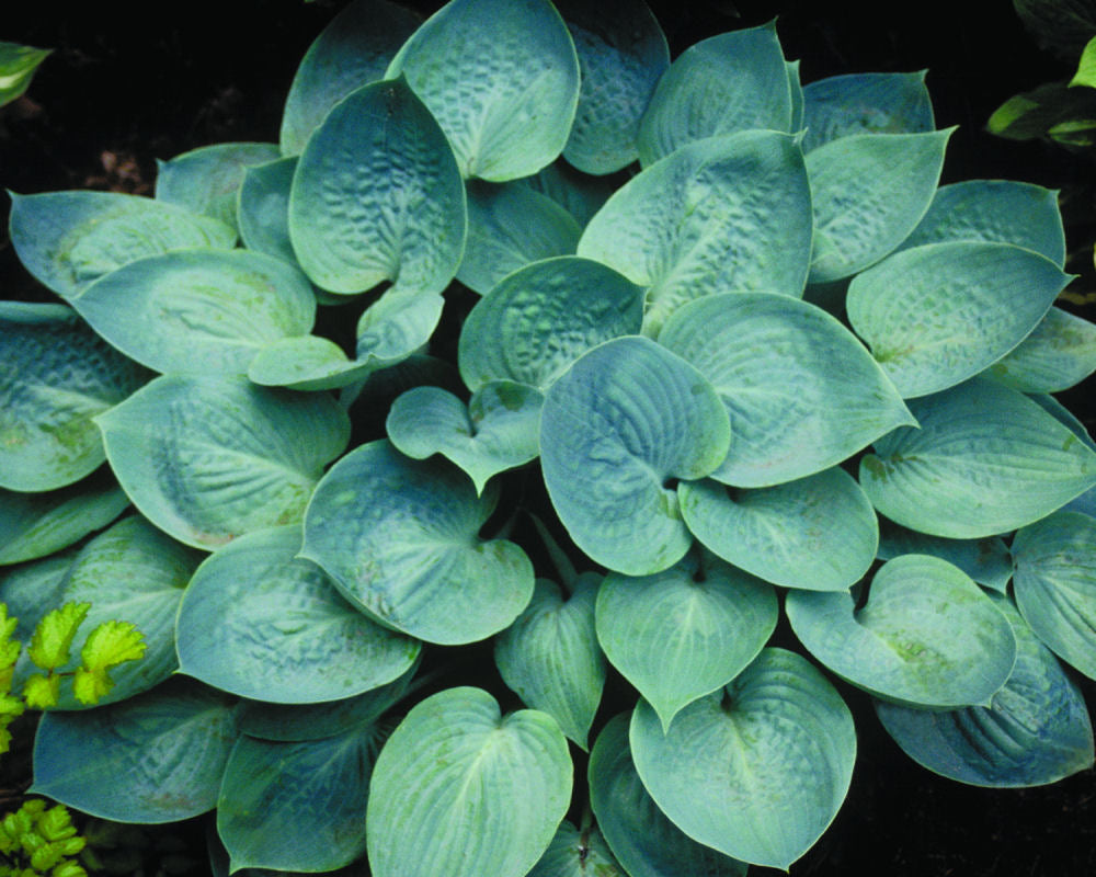 Prairie Skies Plantain Lily (Hosta prairie &