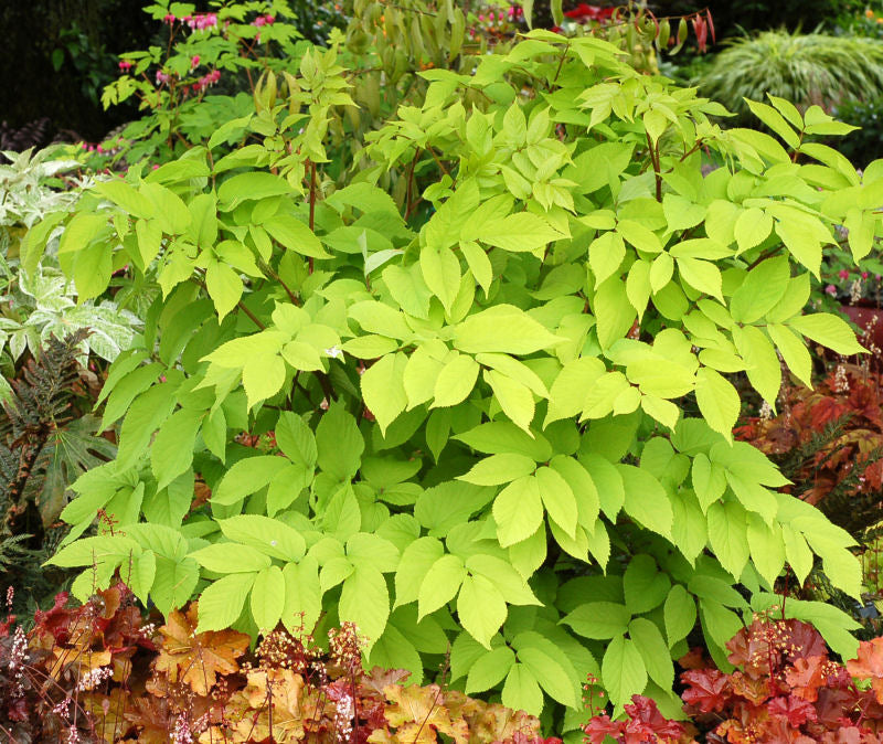 Golden Japanese Spikenard (Aralia cordata &