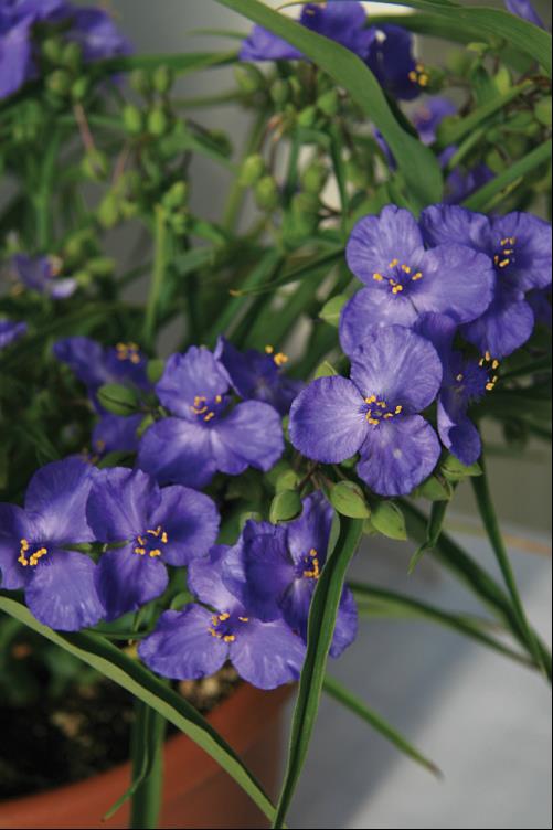 Amethyst Kiss™ Spiderwort (Tradescantia amethyst &