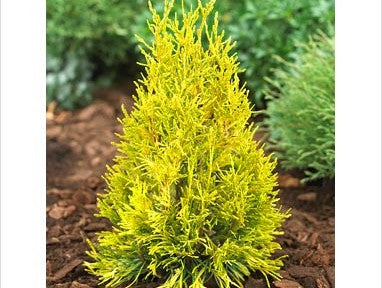 Forever Goldy Arborvitae (Thuja plicata &