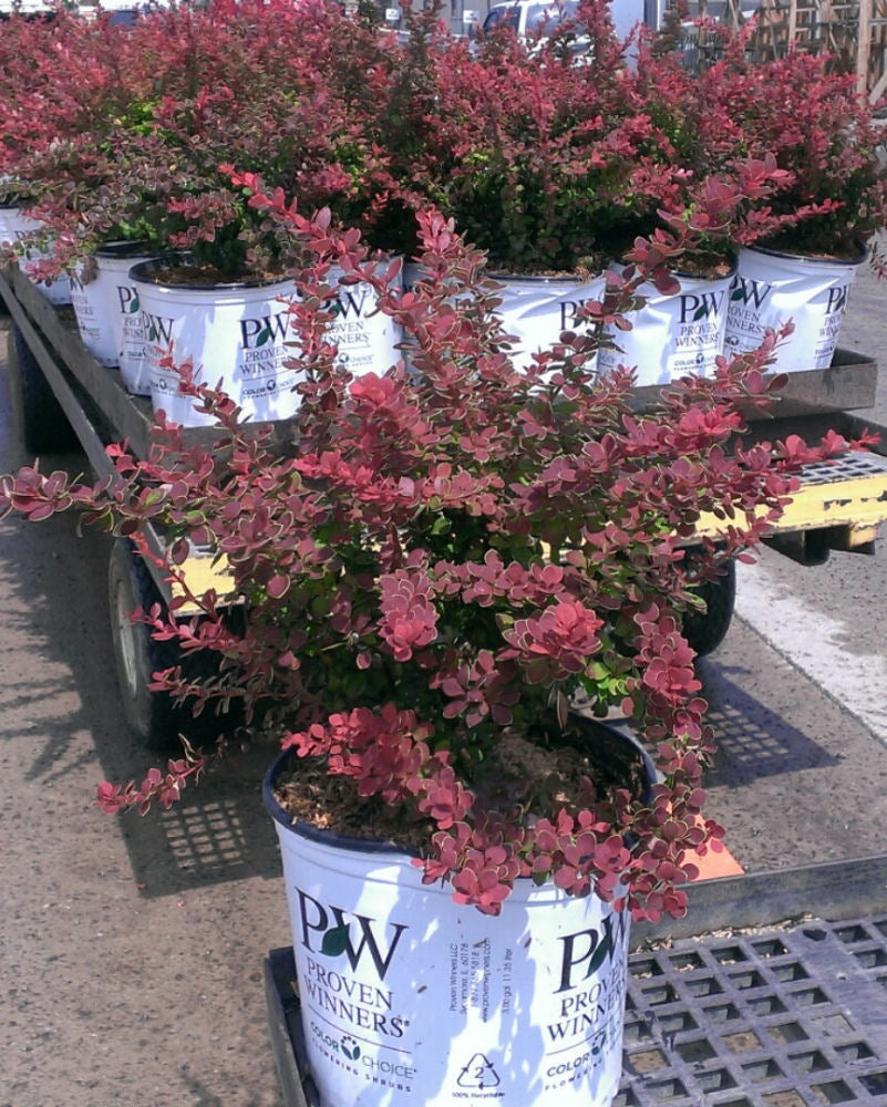 Sunjoy® Tangelo™ Barberry (Berberis thunbergii &