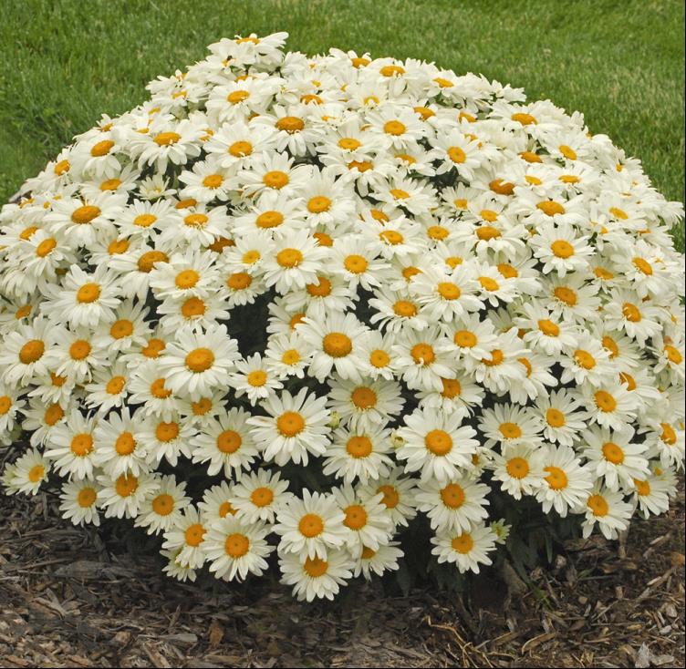 Whoops-a-Daisy Shasta Daisy (Leucanthemum x s. &