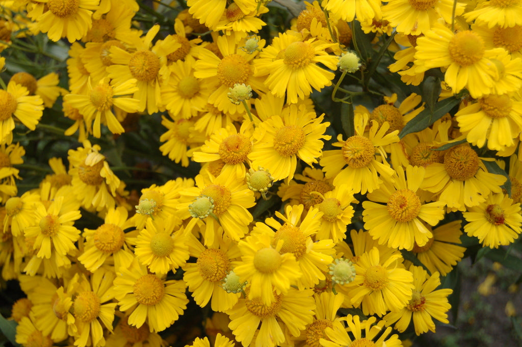 Sombrero Sneeze Weed (Helenium &