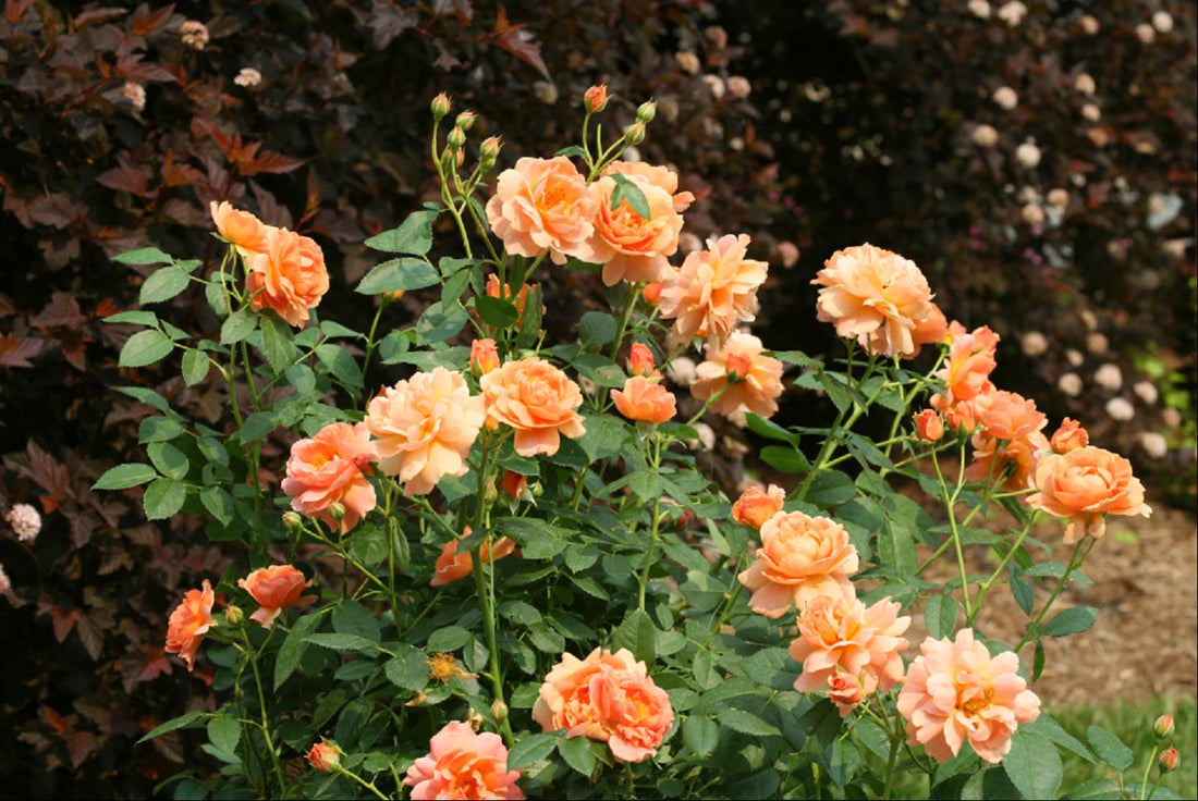 At Last® Rose (Rosa &