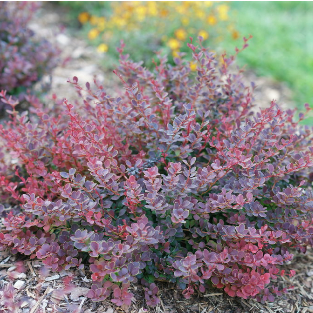Sunjoy Mini Maroon® Barberry (Berberis thunbergii &