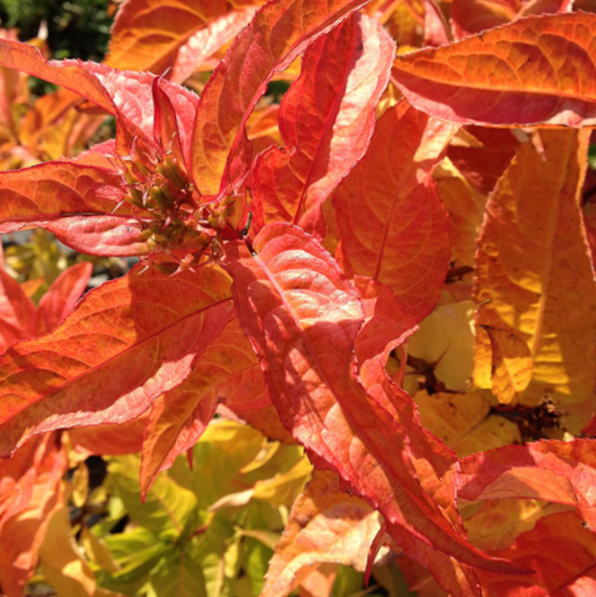 Kodiak® Orange Honeysuckle (Diervilla sessilifolia &
