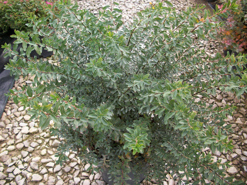 Snowmound Spiraea (Spiraea nipponica &