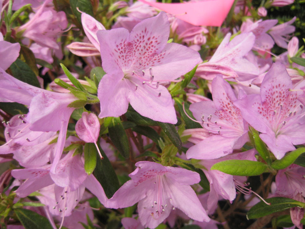 Improved Poukhatanense Azalea (Azalea x &