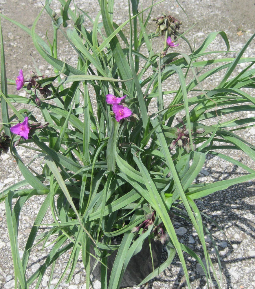 Concord Grape Spiderwort (Tradescantia x andersoniana &