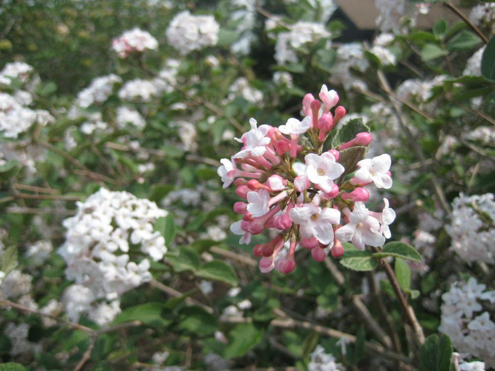 Compact Korean Spice Viburnum (Viburnum x &