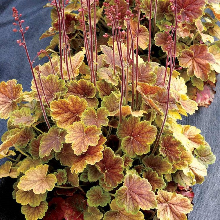 Northern Exposure™ Sienna Coral Bells (Heuchera &