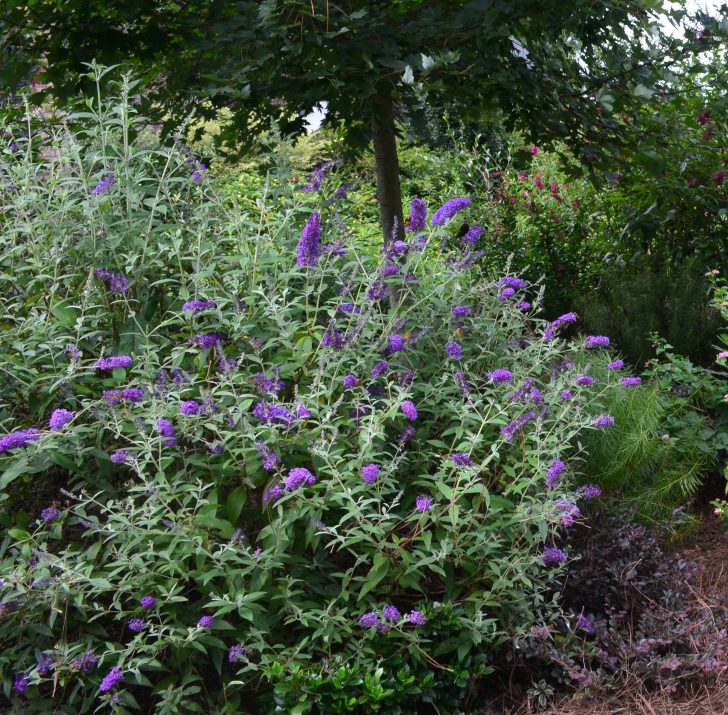 Groovy Grape™ Butterfly Bush (Buddleia groovy &