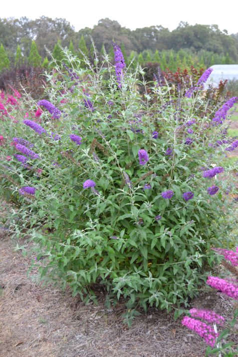 Psychedelic Sky™ Butterfly Bush (Buddleia psychedelic &