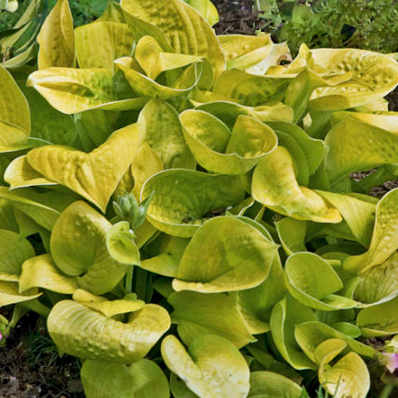 Maui Buttercups Hosta (Hosta &