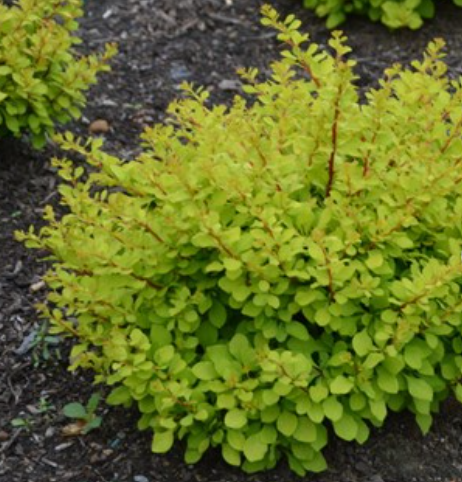 WorryFree® Lemon Glow® Barberry (Berberis thunbergii &