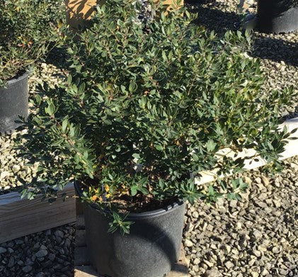Forever Emerald™ Inkberry (Ilex glabra &