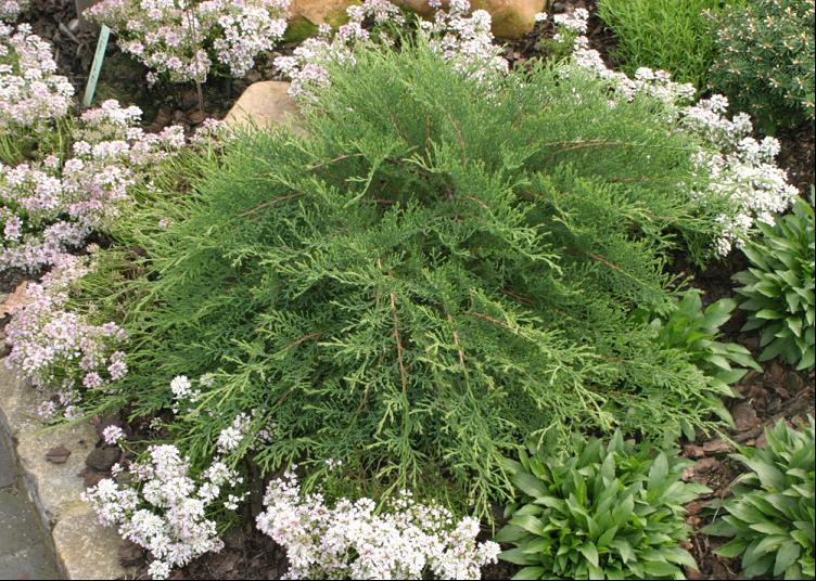 Celtic Pride® Siberian Cypress (Microbiota D &