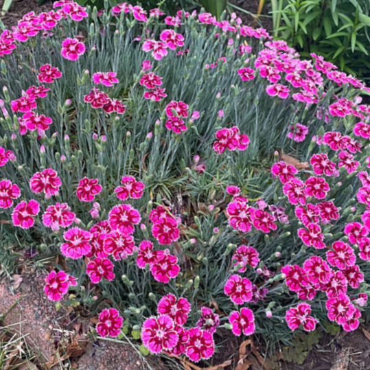 Dianthus Pinks (Dianthus &