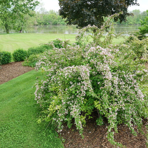 Jolene Jolene® Beautybush (Kolkwitzia &