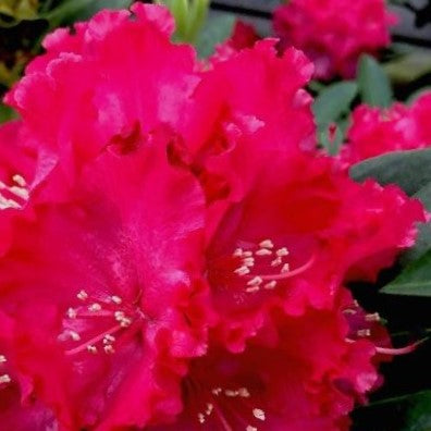 Holden’s ™ Red Rhododendron (Rhododendron holdens &