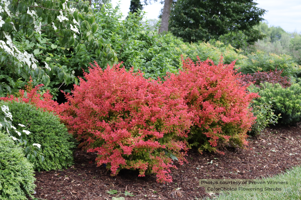 SUNJOY FAST NEO® Barberry (Berberis thunbergii &
