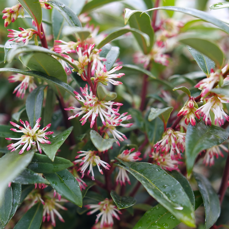 Sweet &amp; Lo™ Sweet Box (Sarcococca &