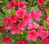 Bixby’s Northern Red Azalea (Azalea &