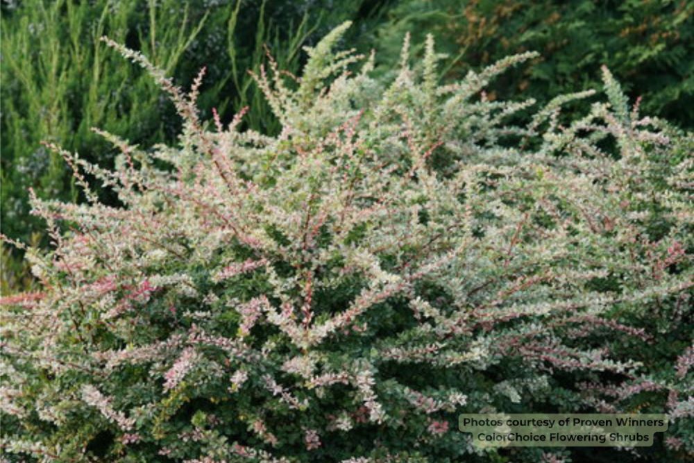 Sunjoy Sequins® Barberry (Berberis thunbergii &