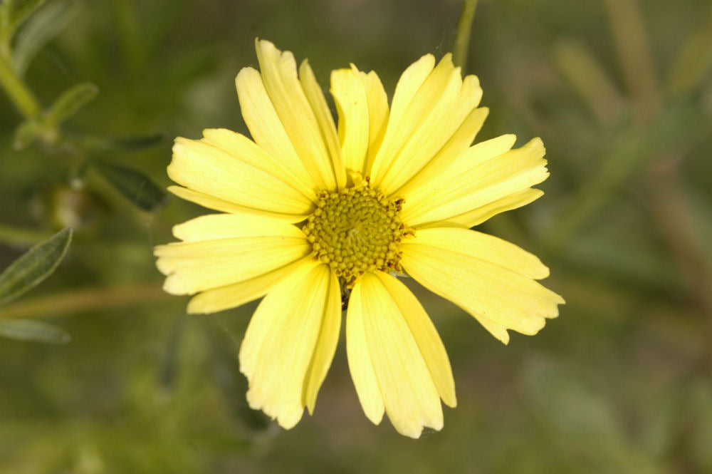 Creme Brulee™ Tickseed (Coreopsis verticillata &